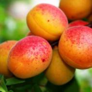 Саженец Абрикос колоновидный Звездный в контейнере